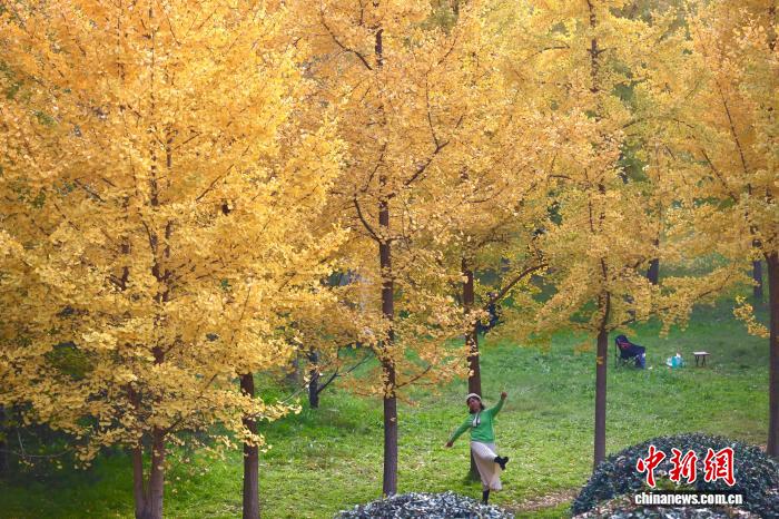 陕西西安：银杏林由绿转黄吸引市民游玩