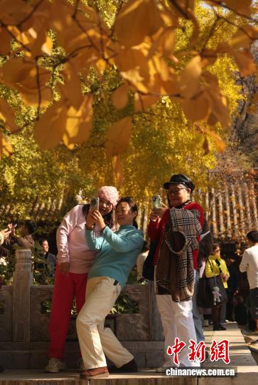 北京：潭柘寺秋意浓 千年银杏披“金甲”