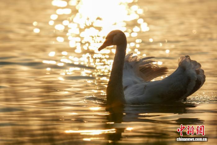 河南郑州:迁徙大天鹅清晨“歇脚” 与疣鼻天鹅同框 河南郑州:迁徙大天鹅清晨“歇脚”与疣鼻天鹅同框