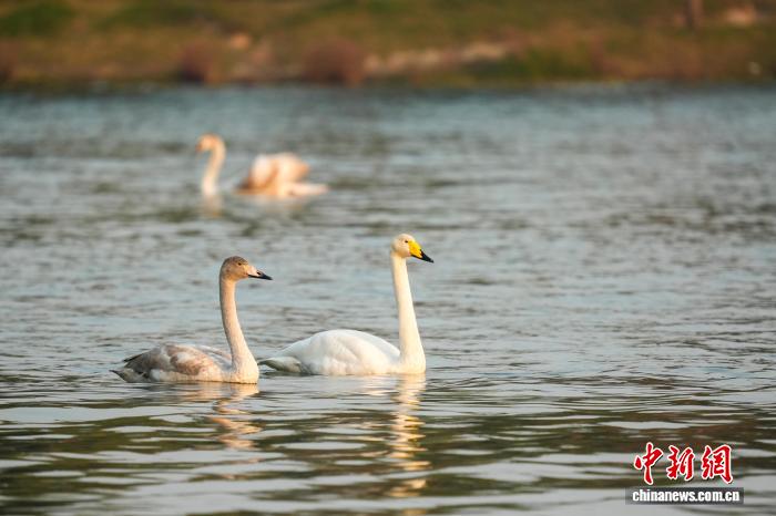 河南郑州:迁徙大天鹅清晨“歇脚” 与疣鼻天鹅同框