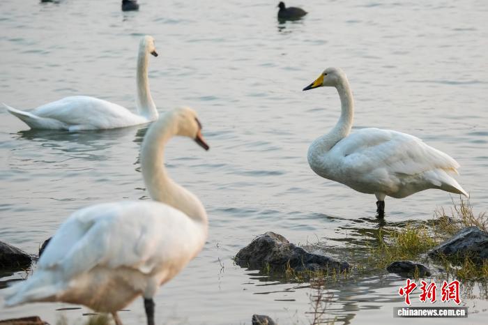 河南郑州:迁徙大天鹅清晨“歇脚” 与疣鼻天鹅同框