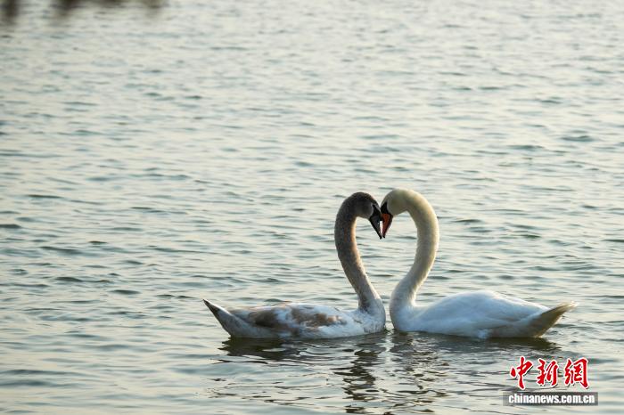 河南郑州:迁徙大天鹅清晨“歇脚” 与疣鼻天鹅同框