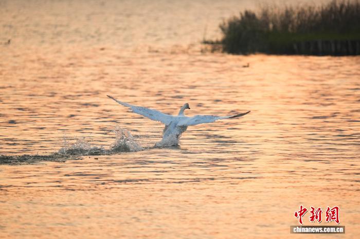 河南郑州:迁徙大天鹅清晨“歇脚” 与疣鼻天鹅同框