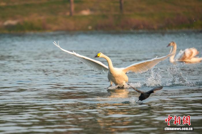 河南郑州:迁徙大天鹅清晨“歇脚” 与疣鼻天鹅同框