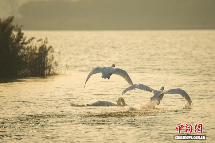 河南郑州:迁徙大天鹅清晨“歇脚” 与疣鼻天鹅同框