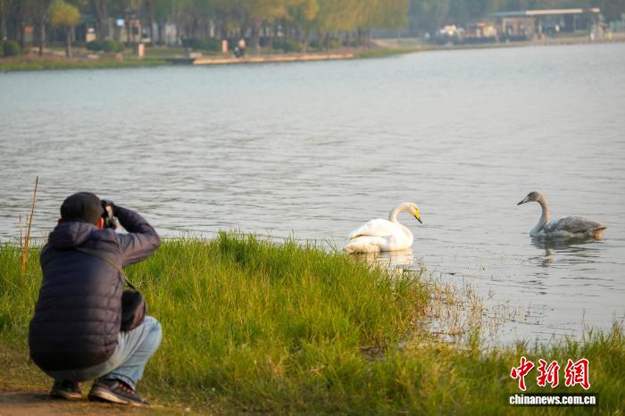 河南郑州:迁徙大天鹅清晨“歇脚” 与疣鼻天鹅同框