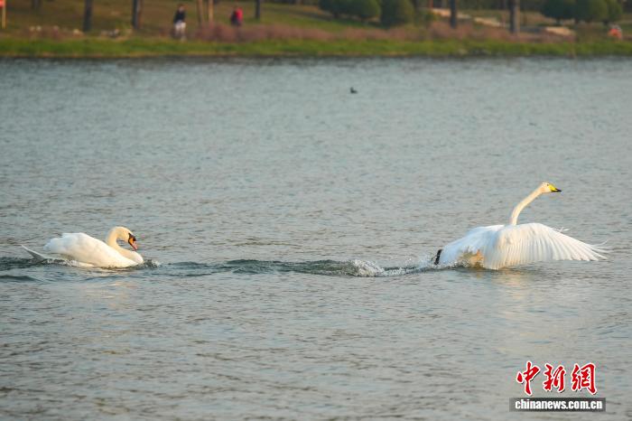 河南郑州:迁徙大天鹅清晨“歇脚” 与疣鼻天鹅同框