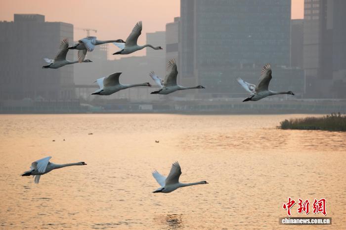 河南郑州:迁徙大天鹅清晨“歇脚” 与疣鼻天鹅同框