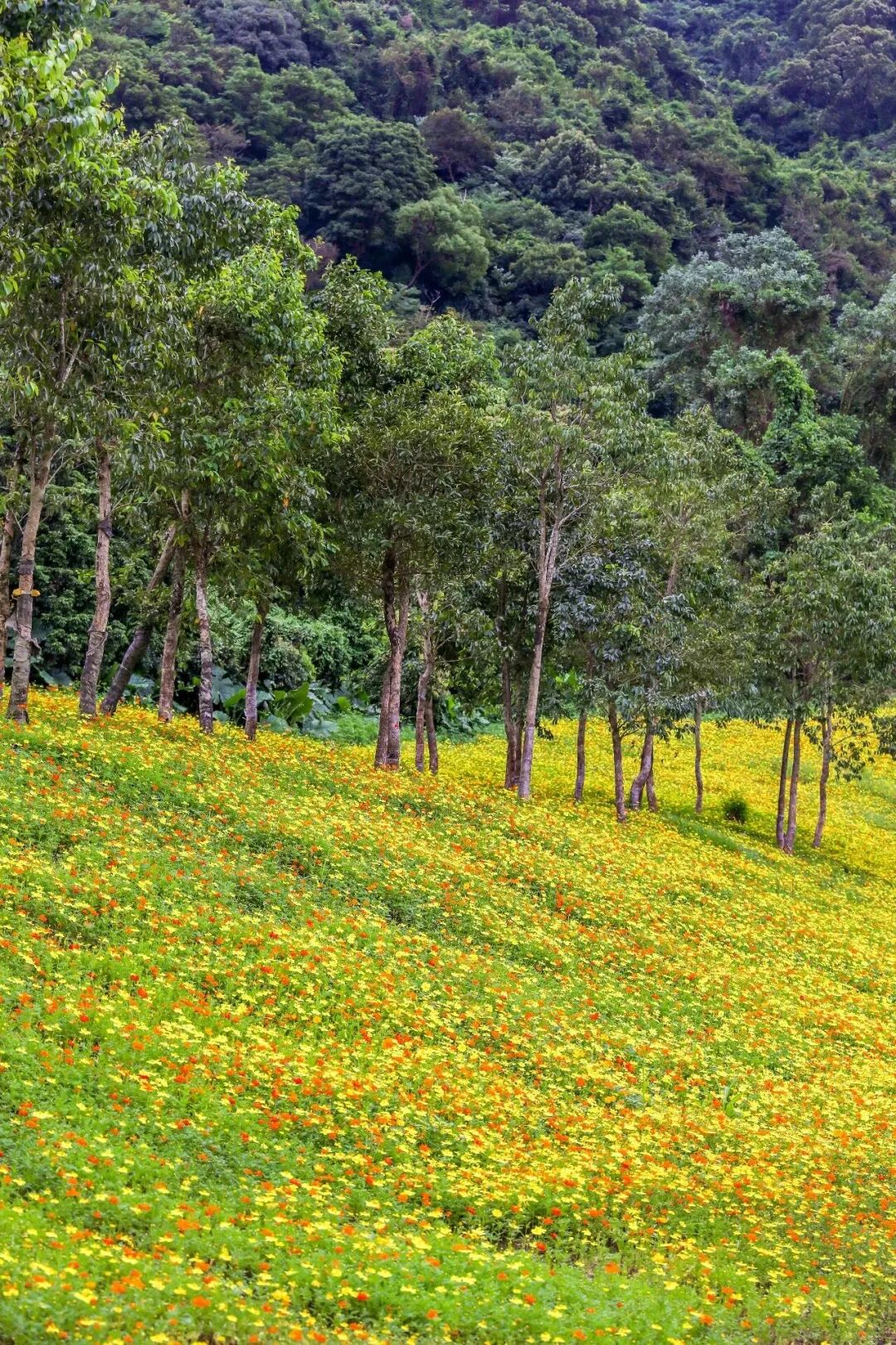 这氛围,疯狂心动了 还有周边送送送 | 十五运@坪山