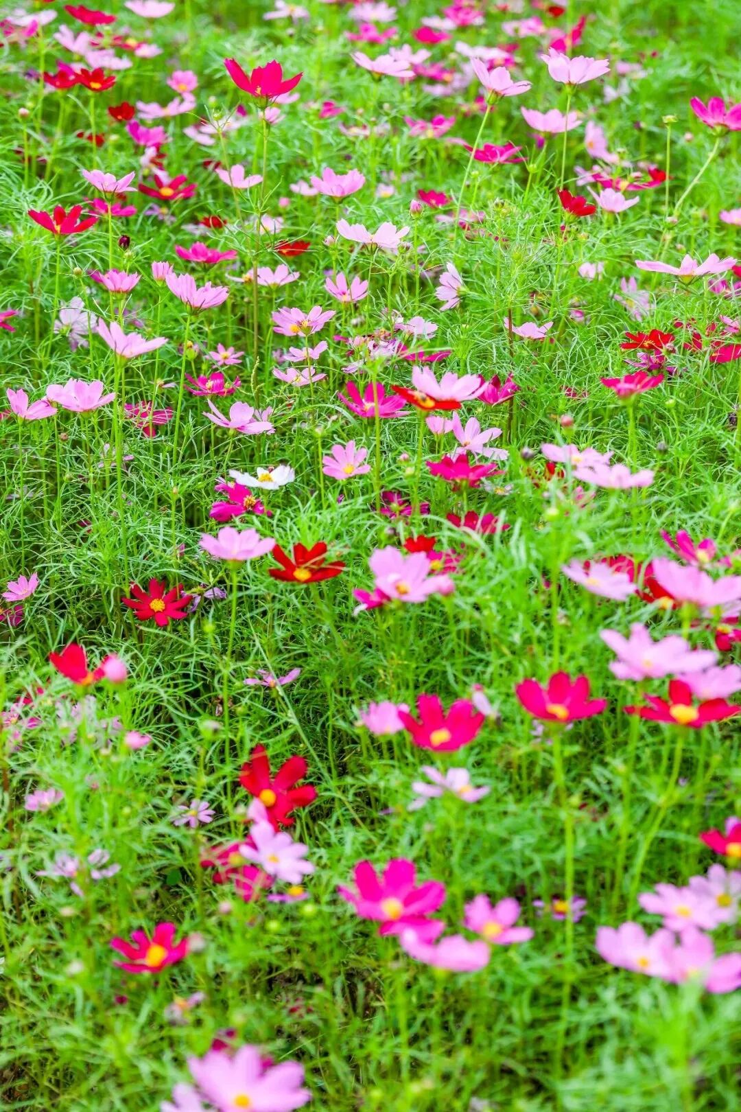 这氛围,疯狂心动了 还有周边送送送 | 十五运@坪山