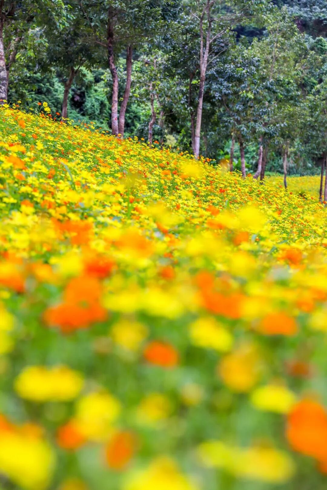 这氛围,疯狂心动了 还有周边送送送 | 十五运@坪山