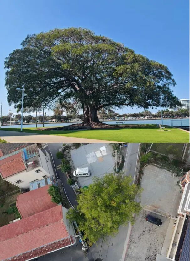 城市中的大树,对鸟类意味着什么?