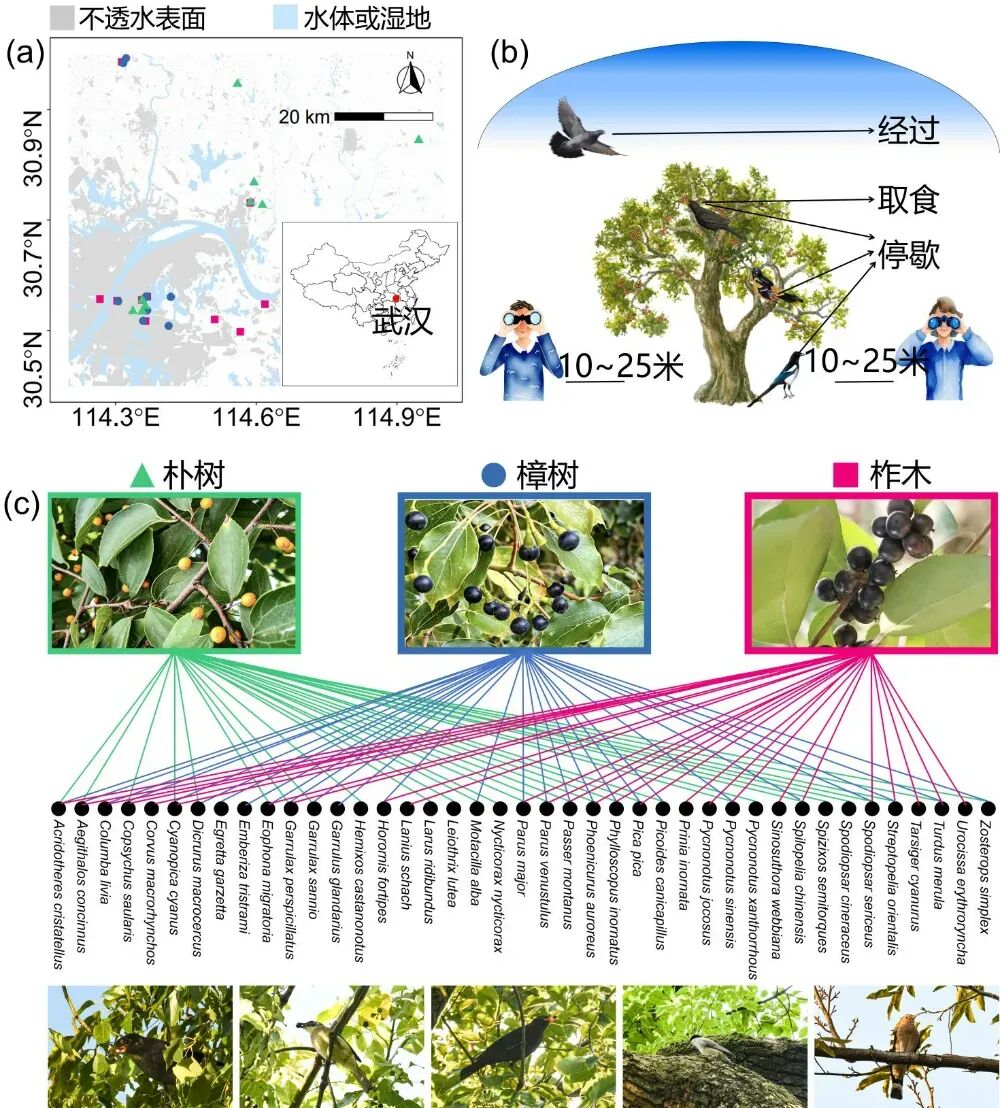 城市中的大树,对鸟类意味着什么?