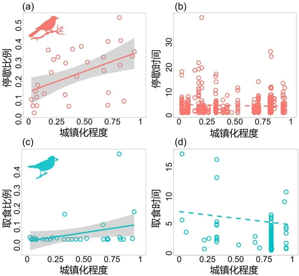 城市中的大树,对鸟类意味着什么?