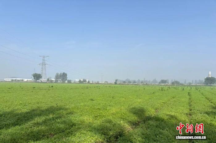 (乡村行·看振兴)山西长治潞城区:“育苗+移栽” 破解潞党参产业困局