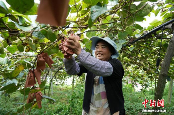 贵州水城:红心猕猴桃迎丰收 “甜蜜”让生活更甜蜜