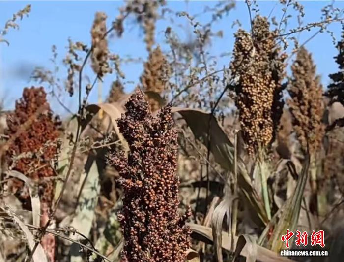 山西柳林:机械化抢收秋粮 产业链赋能增收