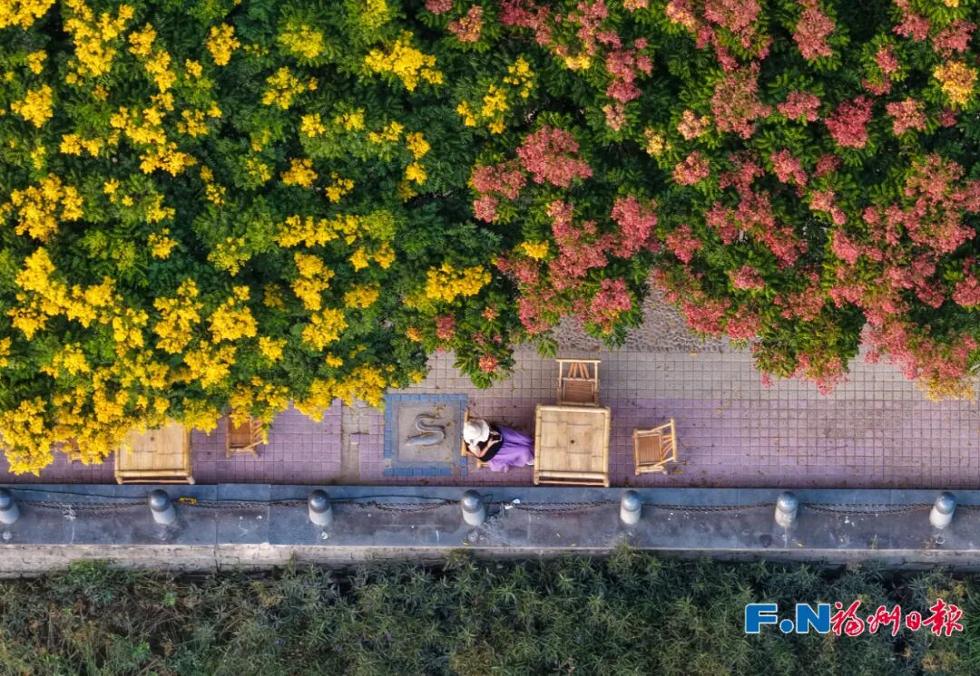 美得像春天!被福州的“蓝绿”治愈了!