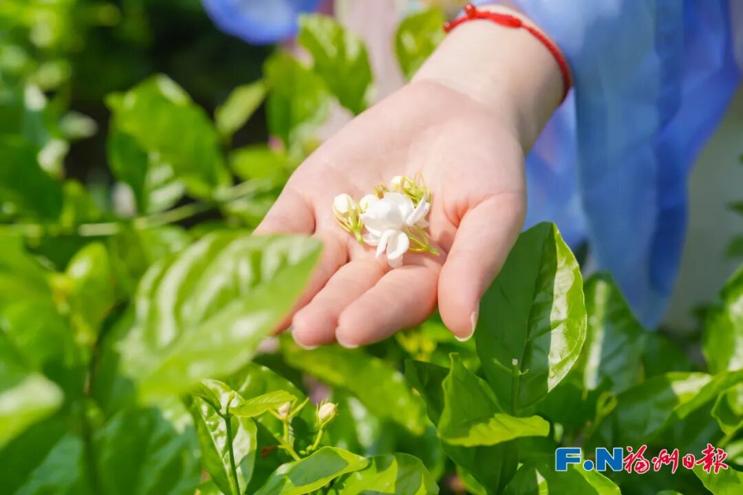 冰心、林徽因都爱的福州味道!原来是…… 冰心、林徽因都爱的福州味道!原来是……