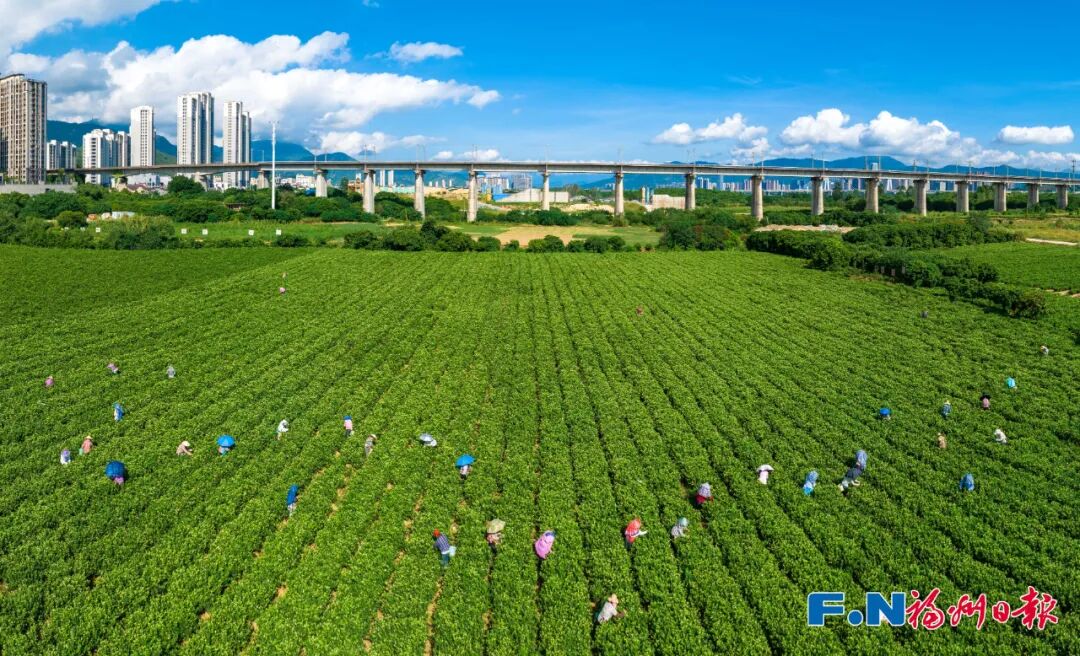 冰心、林徽因都爱的福州味道!原来是…… 冰心、林徽因都爱的福州味道!原来是……