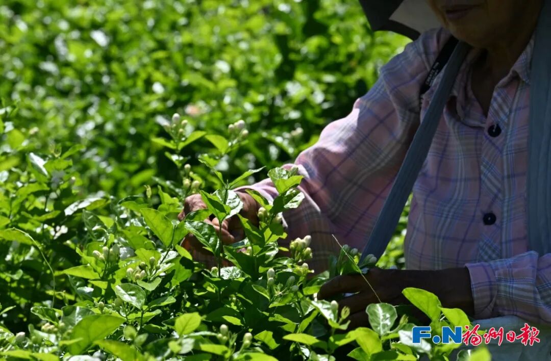 冰心、林徽因都爱的福州味道!原来是…… 冰心、林徽因都爱的福州味道!原来是……