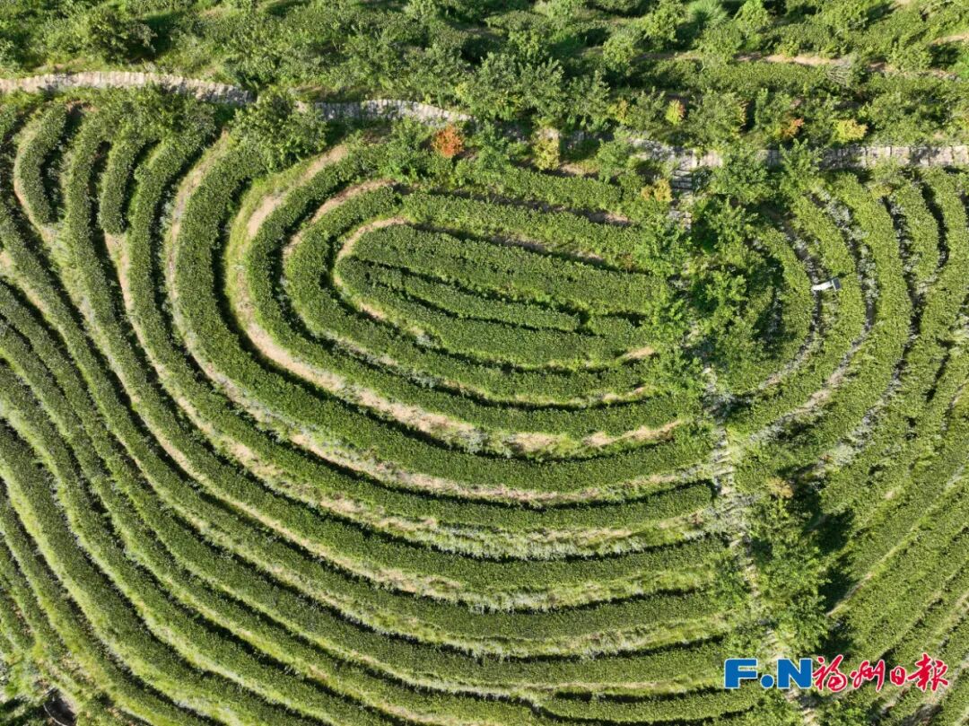 冰心、林徽因都爱的福州味道!原来是…… 冰心、林徽因都爱的福州味道!原来是……