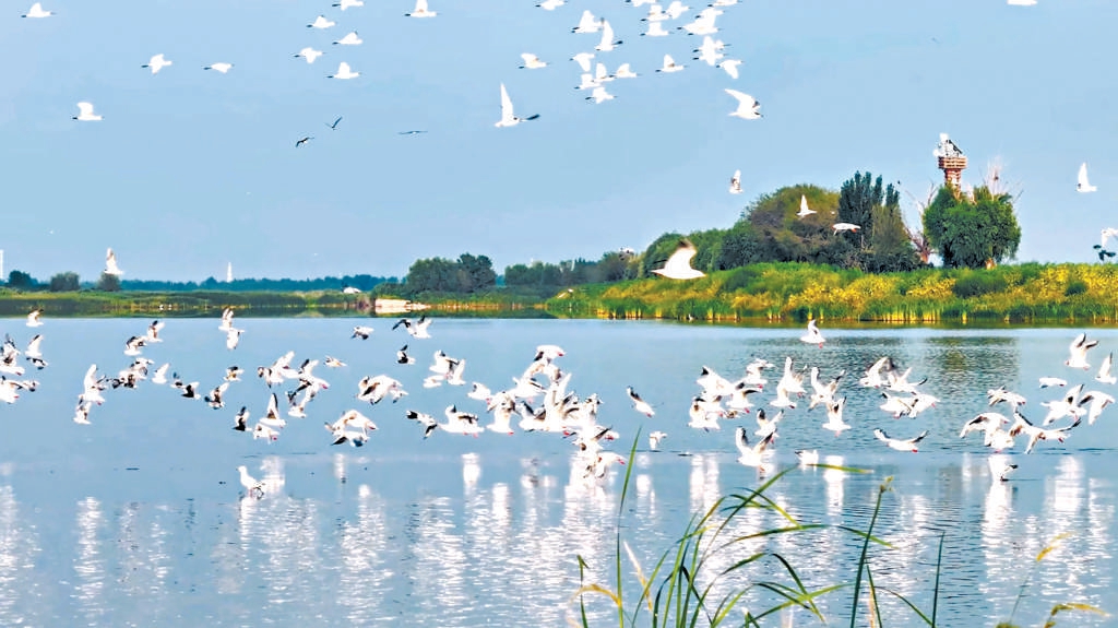 “京津之肺”七里海百鸟翔集
