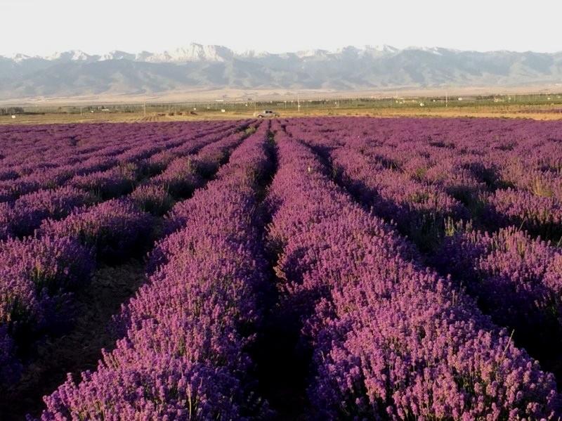 新疆培育出薰衣草新品种“天山飞雪”