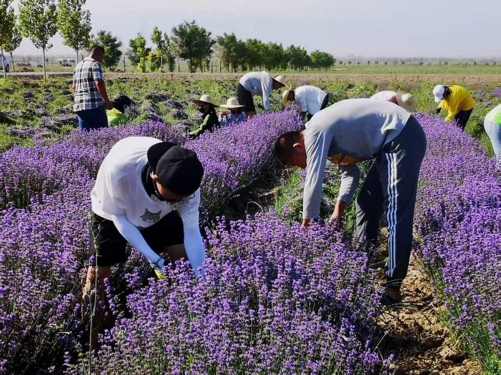 新疆培育出薰衣草新品种“天山飞雪”