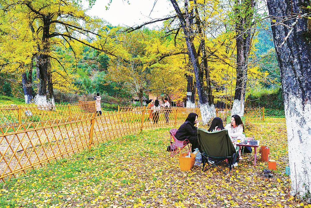 福建尤溪：银杏引客来