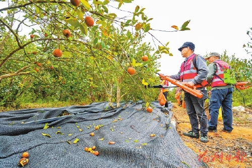油茶总面积突破14万亩，综合产值超2亿元 福建永泰“金果果”串成致富链