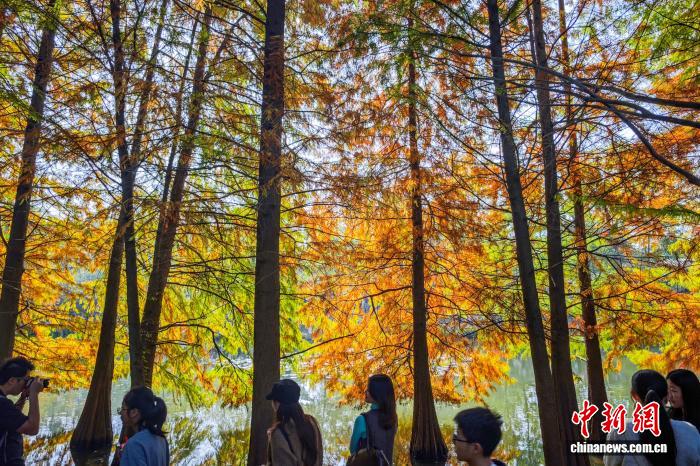 南京燕雀湖色彩斑斓 “绘就”天然画卷