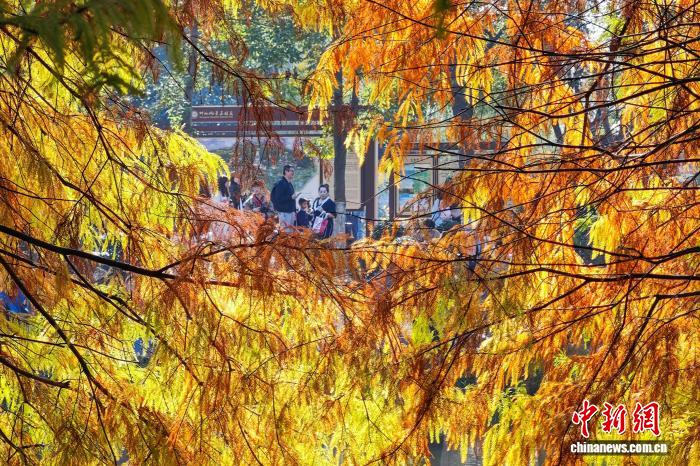 南京燕雀湖色彩斑斓 “绘就”天然画卷