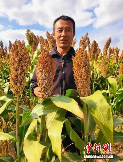 携百万资金返乡种高粱,内蒙古“新农人”的田埂创业路