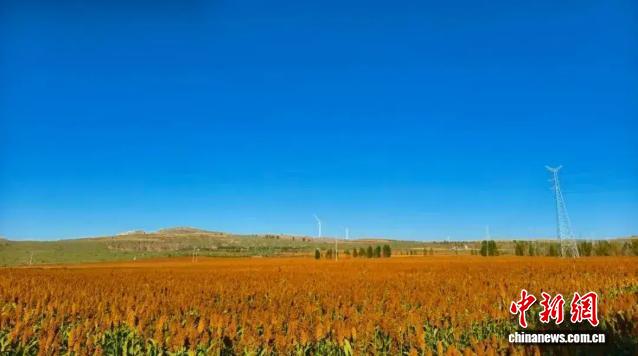 携百万资金返乡种高粱,内蒙古“新农人”的田埂创业路