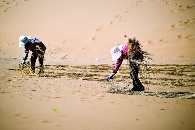 风沙线上,写下青绿诗行 风沙线上,写下青绿诗行