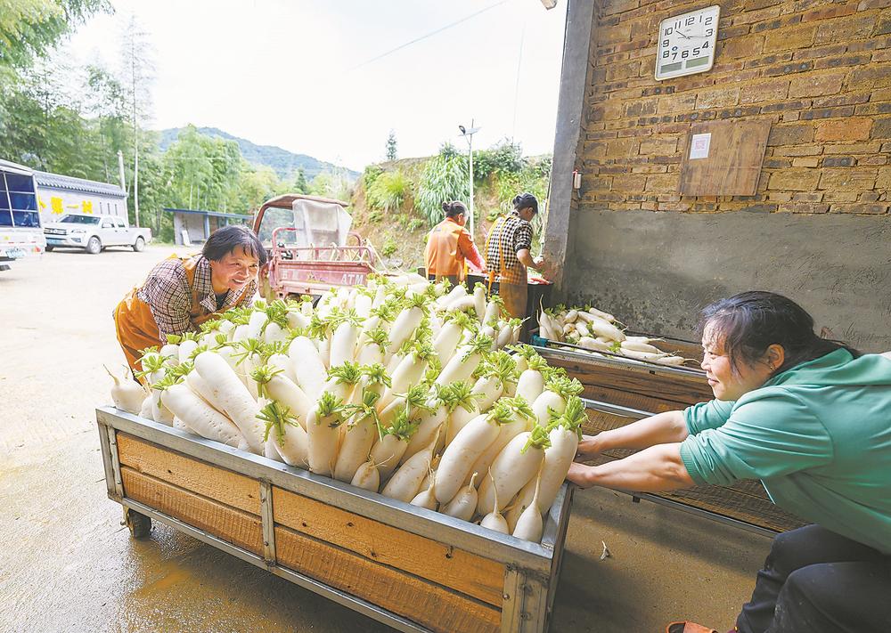 大山深处,传出响亮的“嘎嘣脆”——南平虎山萝卜产业链提升之路观察