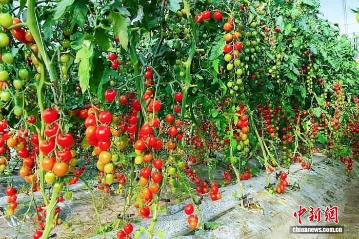 黑龙江延寿:金红小番茄酿就村民甜蜜“柿”业
