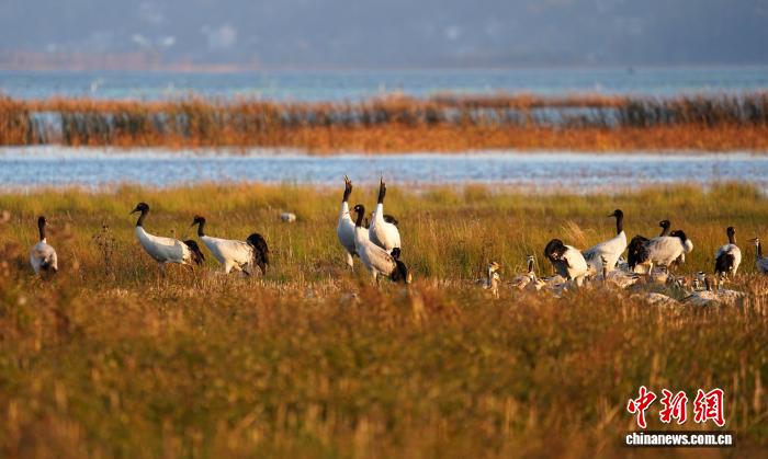 贵州威宁草海迎来百余只黑颈鹤越冬 贵州威宁草海迎来百余只黑颈鹤越冬