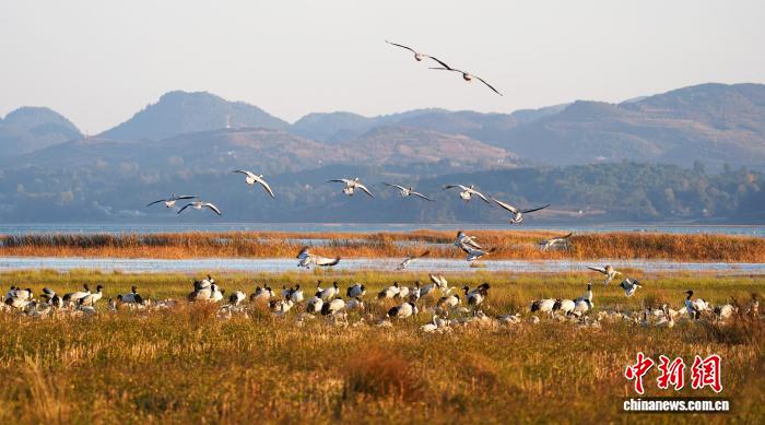 贵州威宁草海迎来百余只黑颈鹤越冬