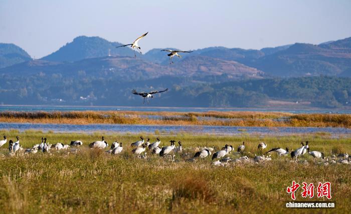 贵州威宁草海迎来百余只黑颈鹤越冬