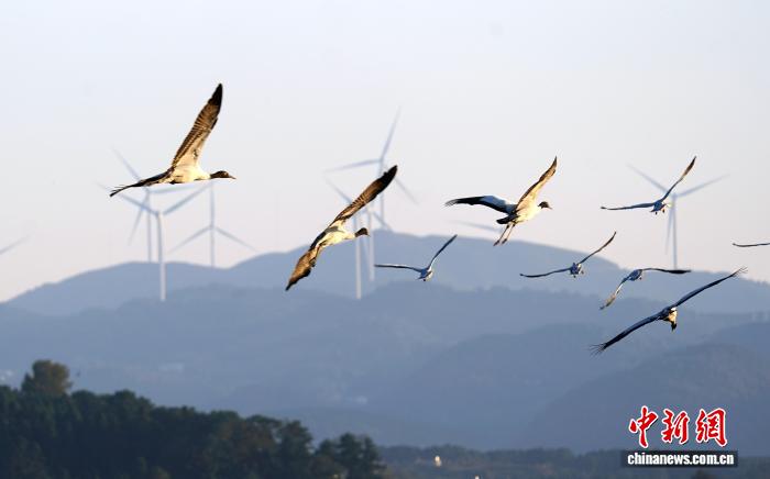 贵州威宁草海迎来百余只黑颈鹤越冬