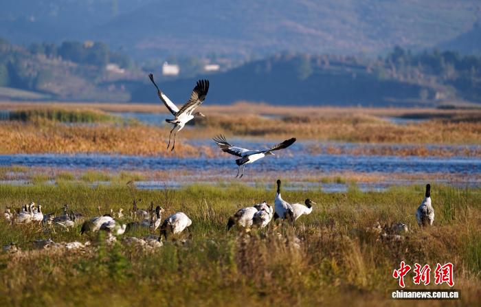 贵州威宁草海迎来百余只黑颈鹤越冬