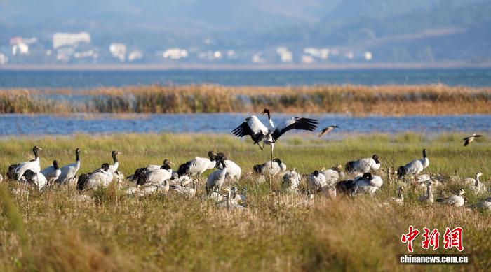 贵州威宁草海迎来百余只黑颈鹤越冬