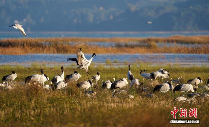 贵州威宁草海迎来百余只黑颈鹤越冬