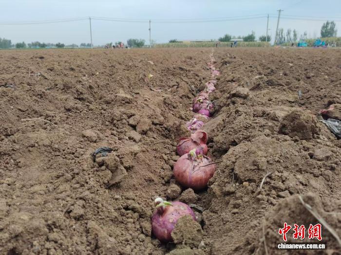 一粒种子撬动千万增收 “农业芯片”的齐鲁答卷