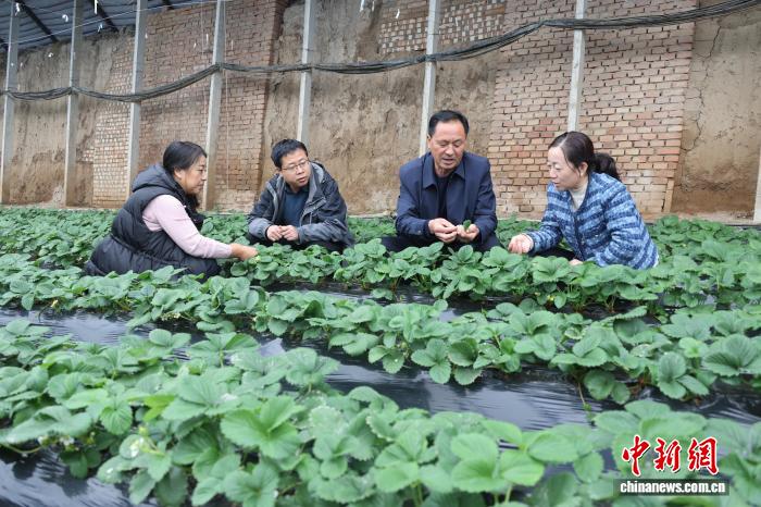 从播种到丰收 黄土塬上“一条龙”农技“良方”送田间