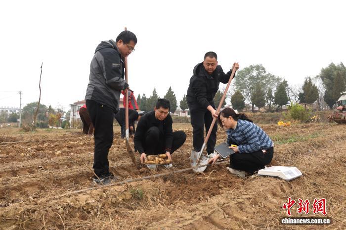 从播种到丰收 黄土塬上“一条龙”农技“良方”送田间