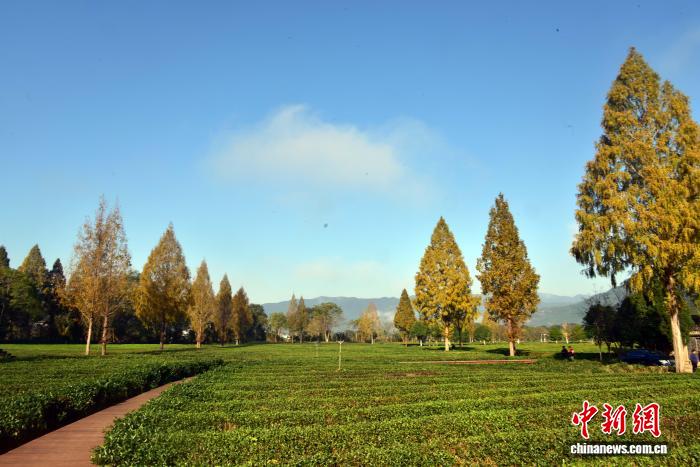 武夷山茶园冬日景致迷人