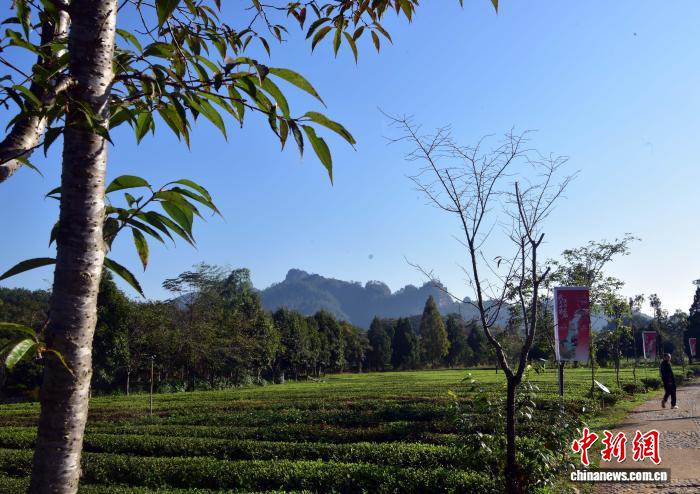 武夷山茶园冬日景致迷人